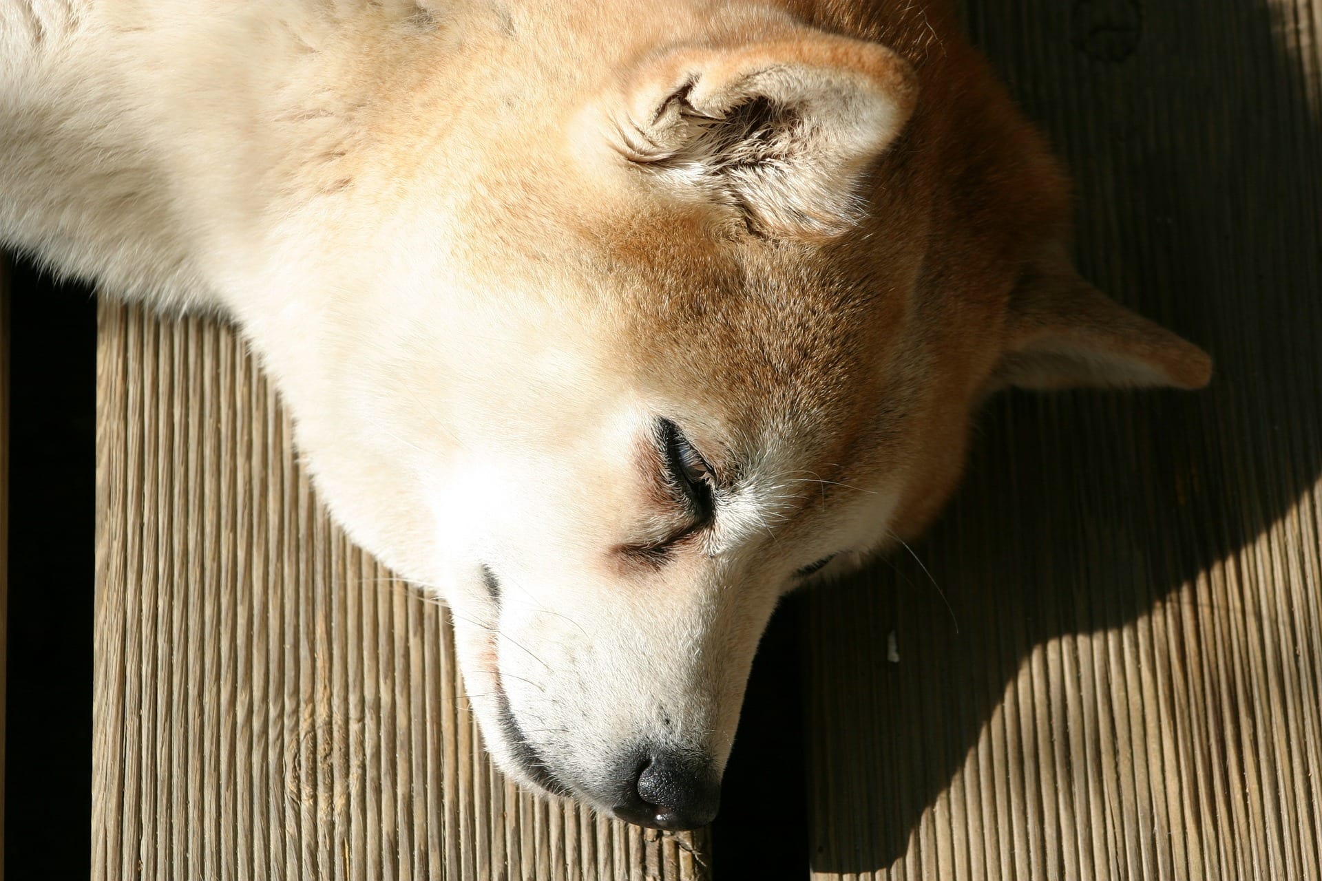 Shiba Inu coin is down almost 84% from its all-time...