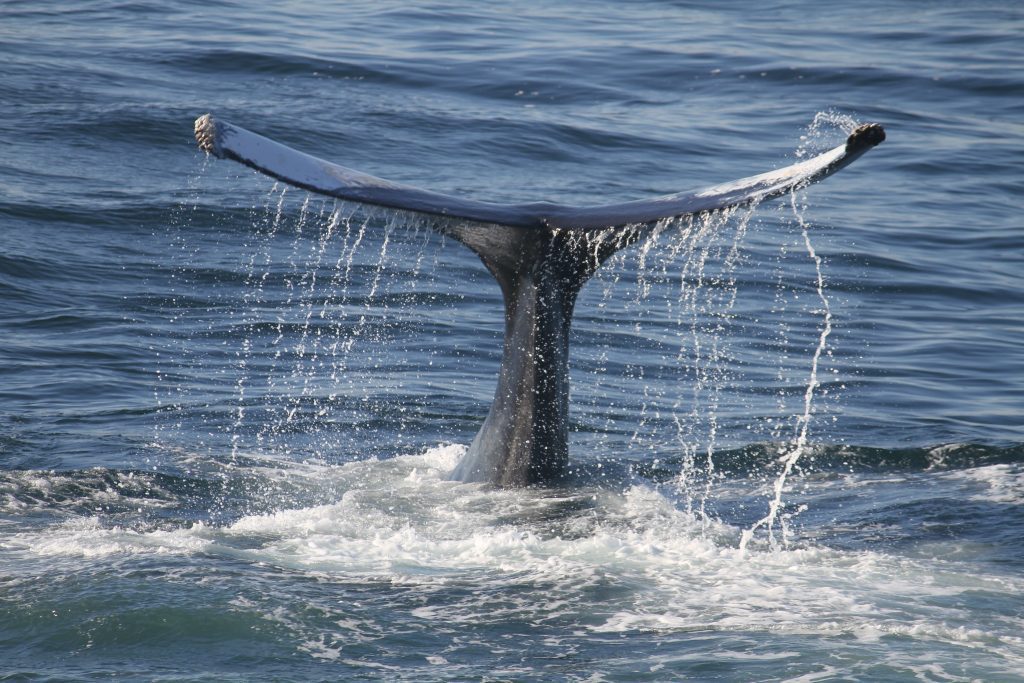 Whale has bought 100 billion Shiba Inu (SHIB) tokens for a whopping $3.8 million despite the market dip